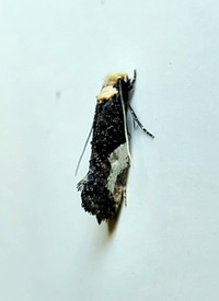 Monopis longella