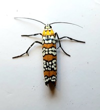 Atteva aurea