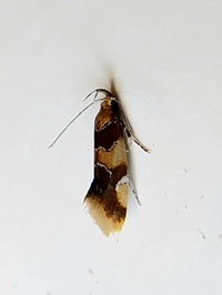 Callima argenticinctella