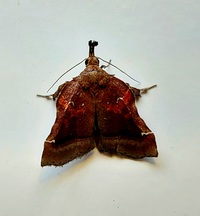 Clydonopteron sacculana