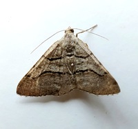 Digrammia continuata