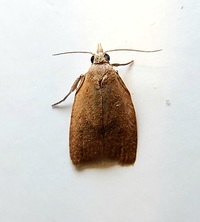 Sparganothoides lentiginosana