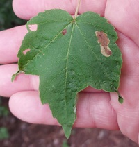 Cameraria saccharella