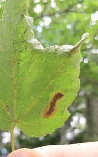 Cameraria saccharella