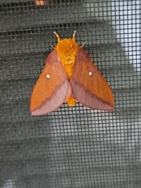 Anisota virginiensis