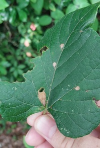 Antispila unidentified species