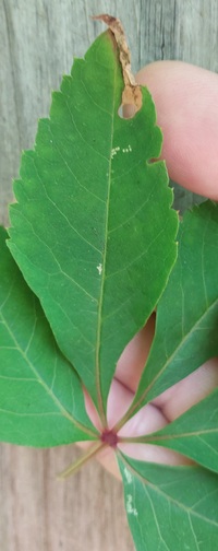 Antispila unidentified species