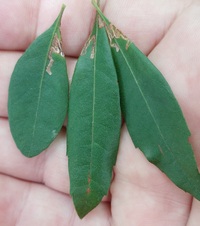 Stigmella myricafoliella