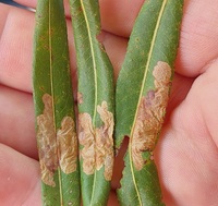 Micrurapteryx salicifoliella