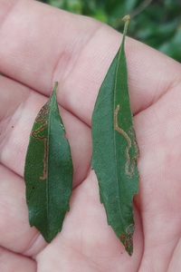 Stigmella myricafoliella
