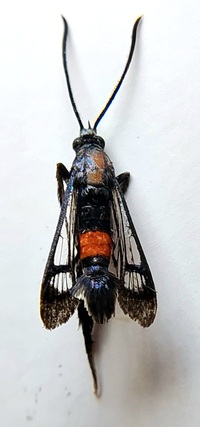 Synanthedon rubrofascia