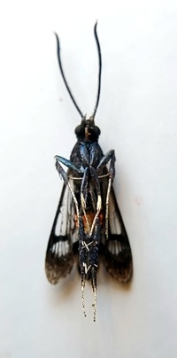 Synanthedon rubrofascia