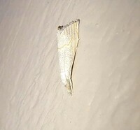 Haimbachia squamulellus