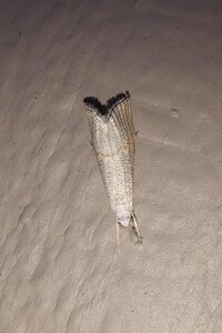 Haimbachia squamulellus