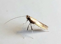Caloptilia azaleella