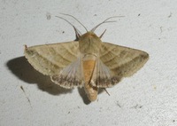Chloridea virescens