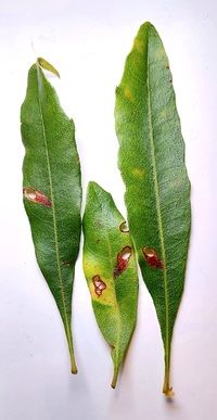 Coptodisca new species 1 - on Morella