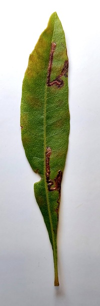 Stigmella myricafoliella