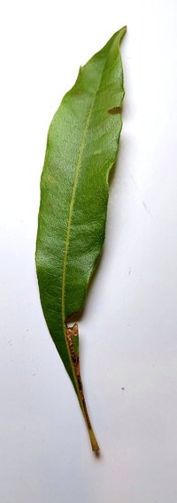 Stigmella myricafoliella