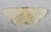 Gueneria similaria