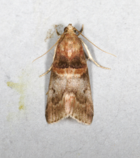 Acrobasis angusella
