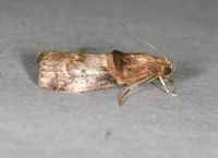 Acrobasis angusella