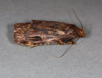 Aglossa cuprina