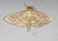 Herpetogramma pertextalis