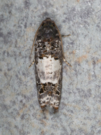 Epiblema carolinana
