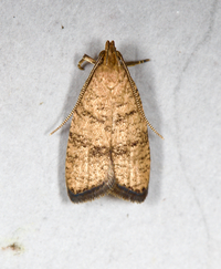 Psilocorsis quercicella