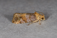 Paralobesia liriodendrana