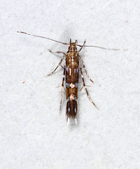 Cosmopterix pulchrimella