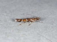 Cosmopterix pulchrimella