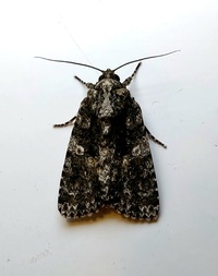 Acronicta afflicta