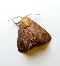 Isa textula