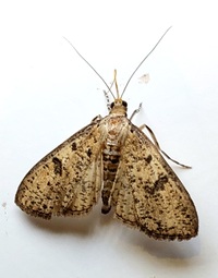 Palpita aenescentalis