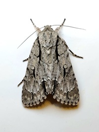 Acronicta lobeliae