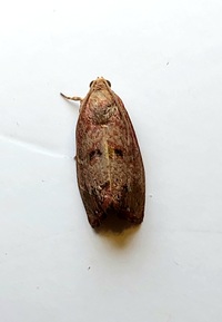 Cydia latiferreana