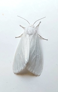 Spilosoma congrua