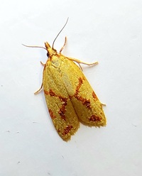 Sparganothis sulfureana