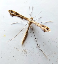 Stenoptilodes taprobanes