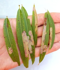 Micrurapteryx salicifoliella