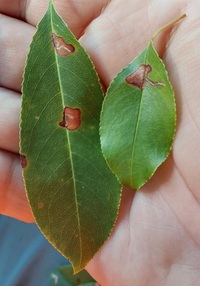Bucculatrix pomifoliella