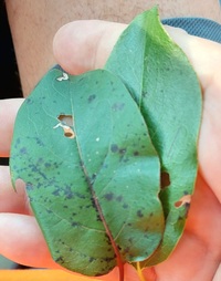 Coptodisca diospyriella