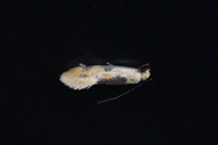 Hybroma servulella