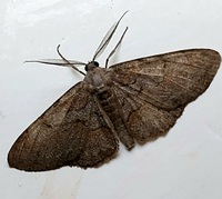 Iridopsis vellivolata