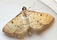 Herpetogramma bipunctalis
