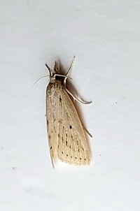Diatraea lisetta