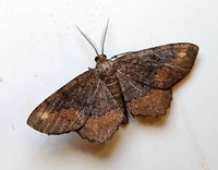 Hypagyrtis esther