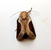 Prolimacodes badia